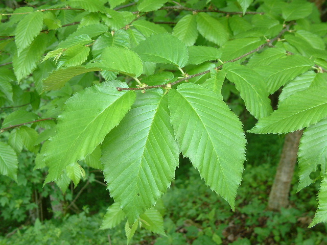 Береза желтая или американская (Betula lutea, alleghaniensis)